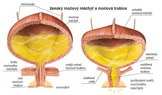 Ženský močový měchýř a močová trubice